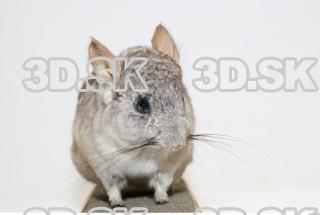 Gerbil 0004